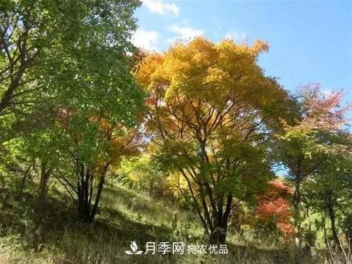 精品叢生苗木，2020年發(fā)展?jié)摿Υ?圖1)