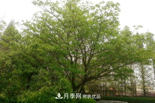 精品叢生苗木，2020年發(fā)展?jié)摿Υ?圖3)