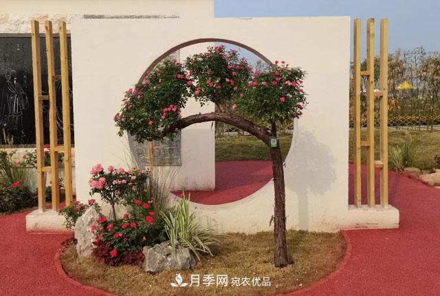第十屆中國(guó)月季展覽會(huì)，南陽(yáng)園和鄭州園亮相(圖3)