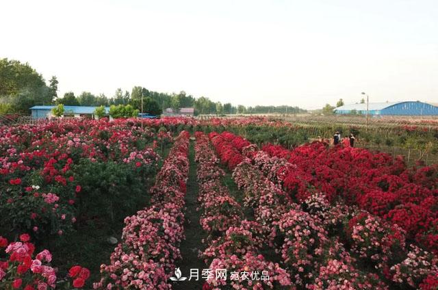 南陽月季：唐河縣圓滿完成月季“三個(gè)一”工程建設(shè)任務(wù)(圖6)