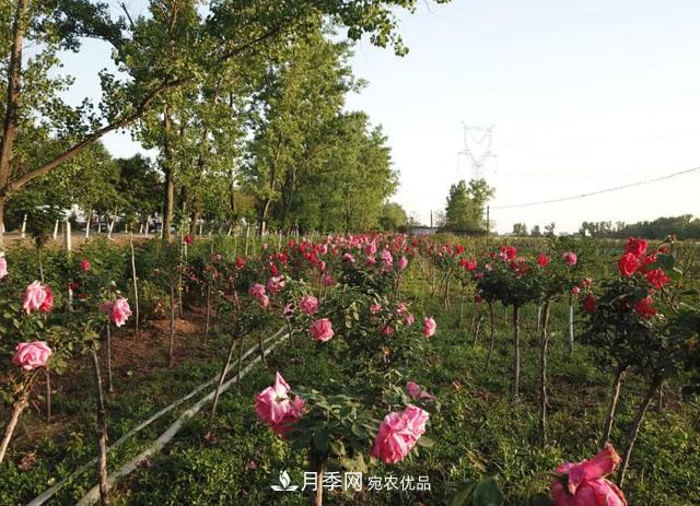 南陽月季：唐河縣圓滿完成月季“三個(gè)一”工程建設(shè)任務(wù)(圖4)