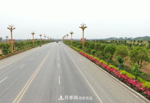 南陽月季：唐河縣圓滿完成月季“三個(gè)一”工程建設(shè)任務(wù)(圖5)