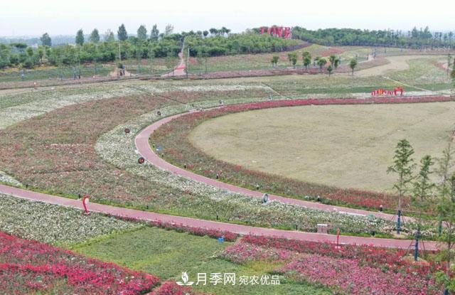 南陽月季：唐河縣圓滿完成月季“三個(gè)一”工程建設(shè)任務(wù)(圖1)