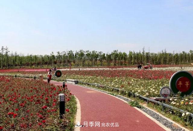 南陽月季：唐河縣圓滿完成月季“三個(gè)一”工程建設(shè)任務(wù)(圖3)