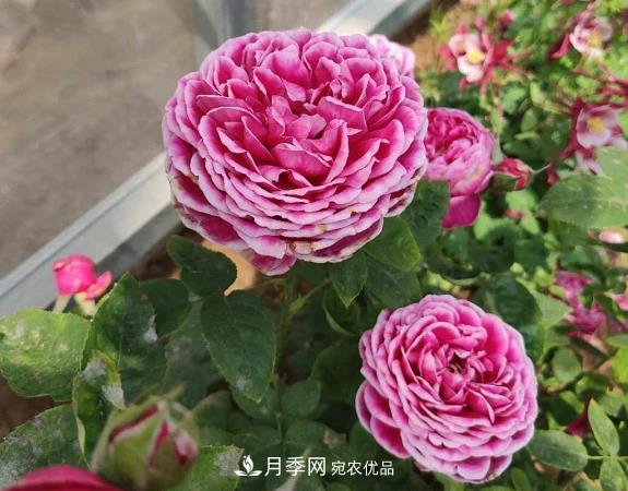 秋季無論地栽還是盆栽月季，一定要多施肥，明年才能花開不停(圖1)