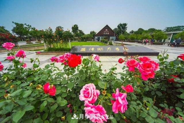 國內(nèi)首家擲準飛盤賽場，在蘇州盛澤湖月季公園落成(圖1)