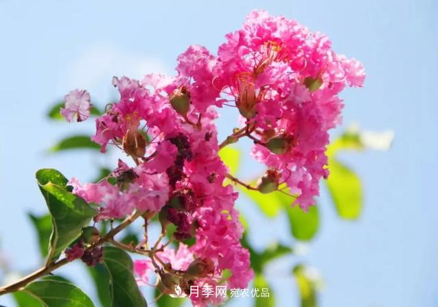 紫薇花木日常管理養(yǎng)護(hù)小妙招，型美葉綠花艷，誰看都羨慕(圖1)