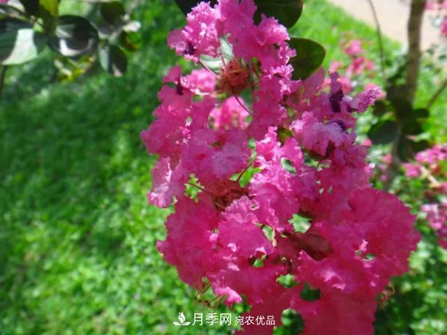 紫薇花木日常管理養(yǎng)護(hù)小妙招，型美葉綠花艷，誰看都羨慕(圖2)