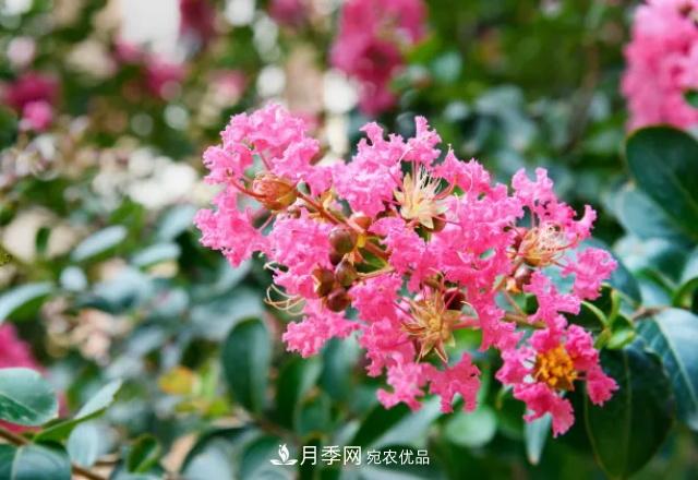 紫薇花木日常管理養(yǎng)護(hù)小妙招，型美葉綠花艷，誰看都羨慕(圖3)