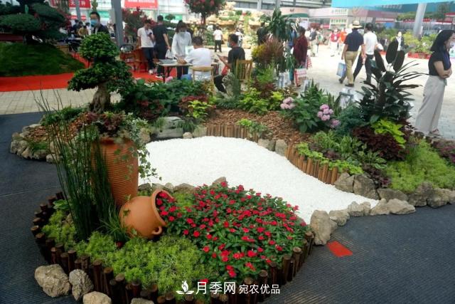 焦“綠”的苗木人，在山東昌邑園林花木會展上收獲了什么(圖1)