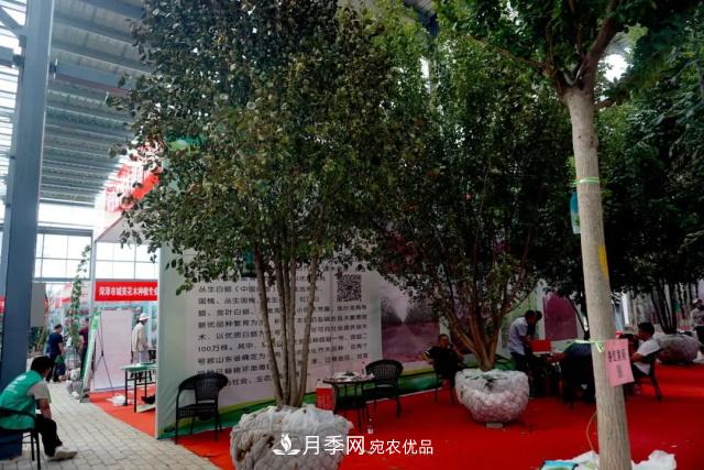 焦“綠”的苗木人，在山東昌邑園林花木會展上收獲了什么(圖4)