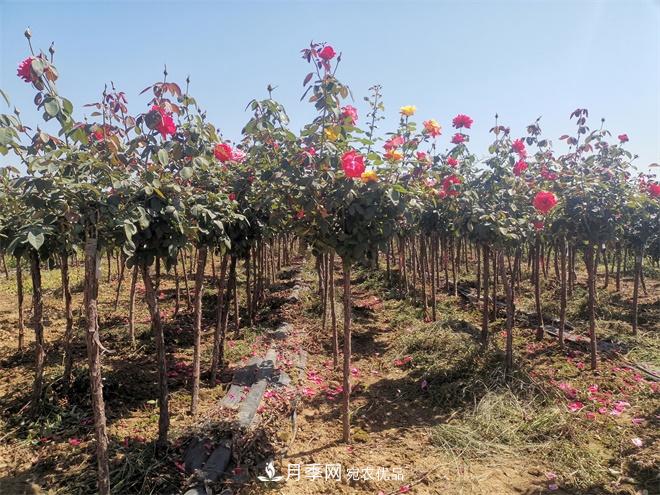 河北樹狀月季批發(fā)基地，品種月季產地直供價格表(圖1)