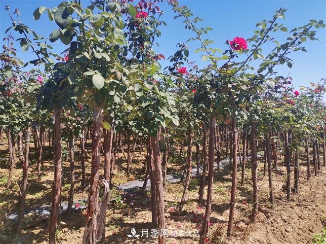 河北樹狀月季批發(fā)基地，品種月季產地直供價格表(圖2)