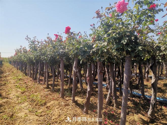 精品樹狀月季，月季樹，月季樹基地批發(fā)價格(圖3)