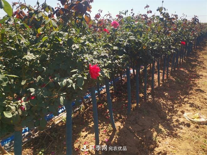 精品樹狀月季，月季樹，月季樹基地批發(fā)價格(圖4)