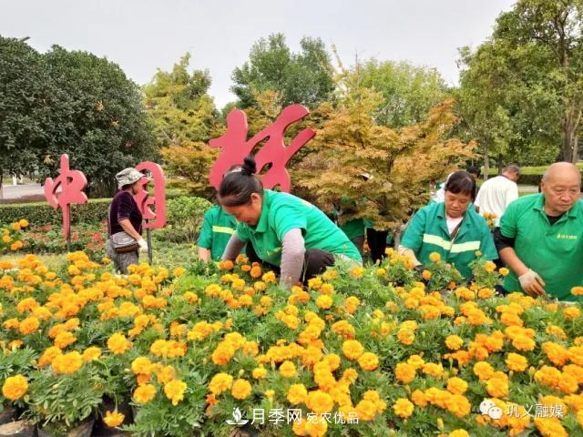美！6萬(wàn)盆景觀花卉扮靚鄭州鞏義城區(qū)(圖1)