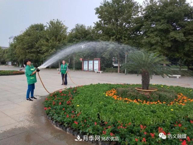美！6萬(wàn)盆景觀花卉扮靚鄭州鞏義城區(qū)(圖5)