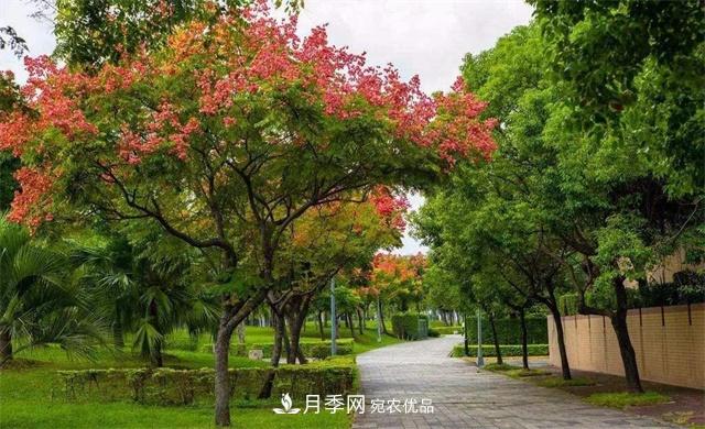 欒樹的日常種植養(yǎng)護(hù)，你做到位了嗎？(圖1)