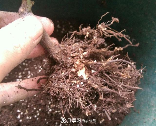 月季花的根系越養(yǎng)越差，難道是因為不會養(yǎng)？(圖1)
