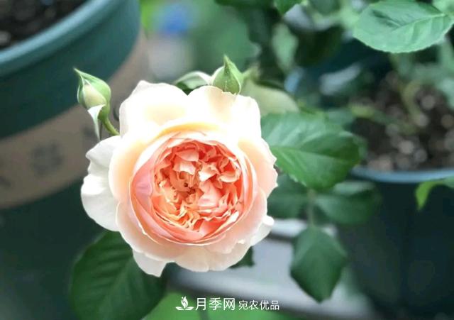 月季花的根系越養(yǎng)越差，難道是因為不會養(yǎng)？(圖2)