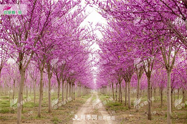 四季春1號，河南鄢陵巨紫荊樹為北方城市添彩(圖1)