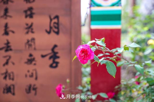 北京大興納波灣月季園新增33個(gè)主題園(相冊(cè))(圖1)