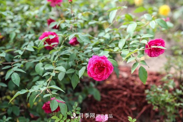 北京大興納波灣月季園新增33個(gè)主題園(相冊(cè))(圖5)