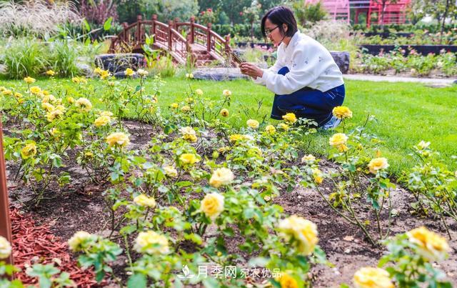 北京大興納波灣月季園新增33個(gè)主題園(相冊(cè))(圖2)