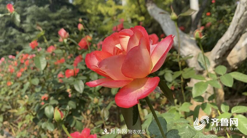 山東濟(jì)南網(wǎng)紅打卡地！帶您看姹紫嫣紅的月季花海(圖4)