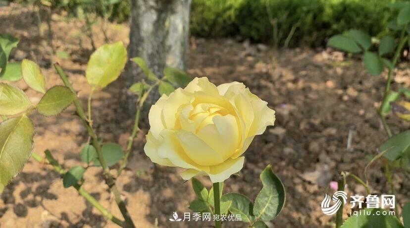 山東濟(jì)南網(wǎng)紅打卡地！帶您看姹紫嫣紅的月季花海(圖5)