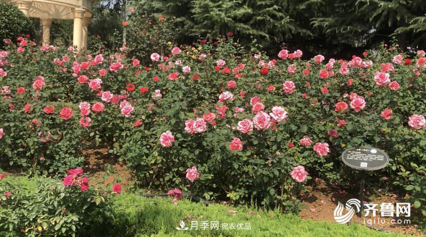 山東濟(jì)南網(wǎng)紅打卡地！帶您看姹紫嫣紅的月季花海(圖6)