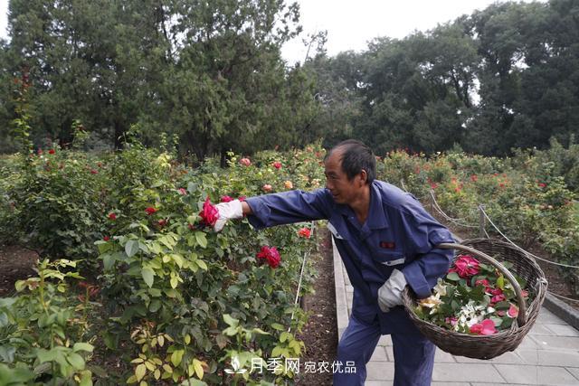 北京天壇公園國(guó)慶花壇亮相，萬株月季節(jié)日迎客(圖2)
