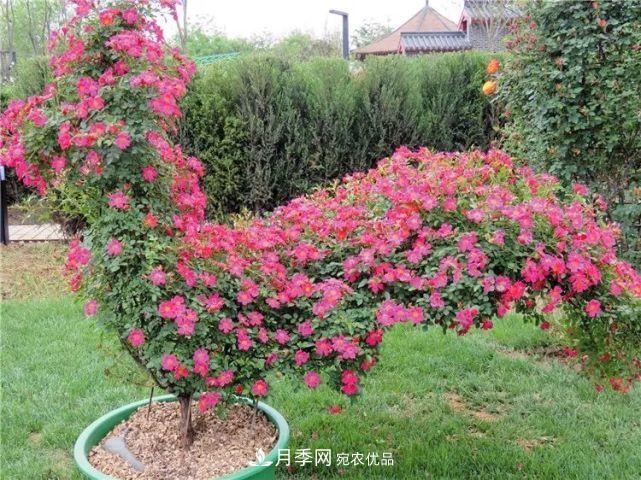 中國從月季大國走向月季強(qiáng)國還需邁過幾道坎(圖6)