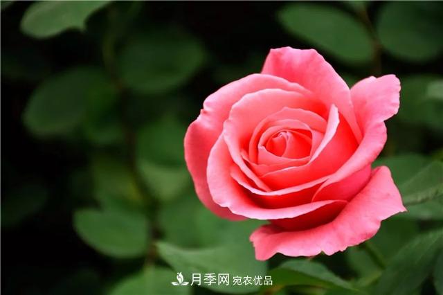 月季之都，陜西韓城市打造月季花海文化名城(相冊)(圖2)