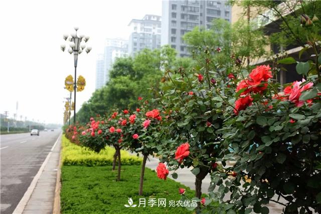 月季之都，陜西韓城市打造月季花海文化名城(相冊)(圖4)