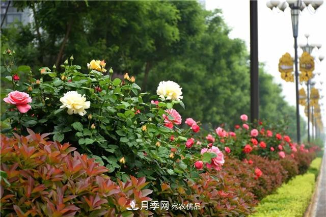 月季之都，陜西韓城市打造月季花海文化名城(相冊)(圖8)