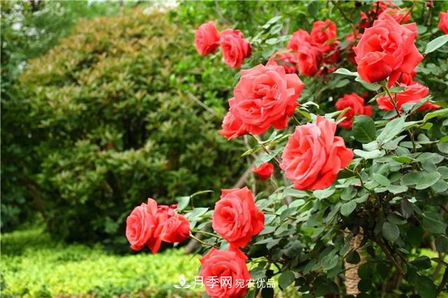 月季之都，陜西韓城市打造月季花海文化名城(相冊)(圖7)