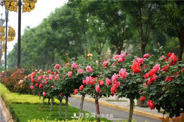月季之都，陜西韓城市打造月季花海文化名城(相冊)(圖10)
