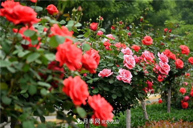 月季之都，陜西韓城市打造月季花海文化名城(相冊)(圖15)