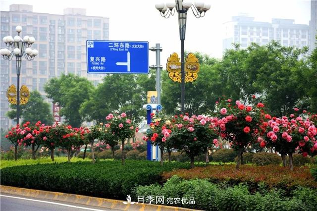 月季之都，陜西韓城市打造月季花海文化名城(相冊)(圖13)