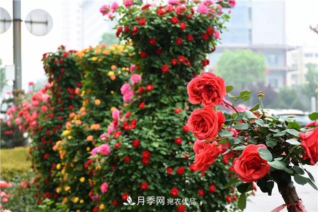 月季之都，陜西韓城市打造月季花海文化名城(相冊)(圖14)