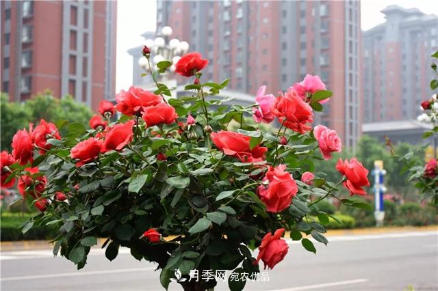 月季之都，陜西韓城市打造月季花海文化名城(相冊)(圖12)