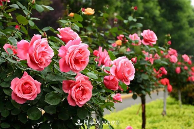 月季之都，陜西韓城市打造月季花海文化名城(相冊)(圖11)
