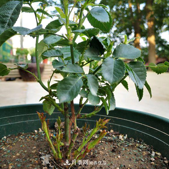 果汁陽(yáng)臺(tái)月季好養(yǎng)嗎，一年開(kāi)幾次花？(圖2)
