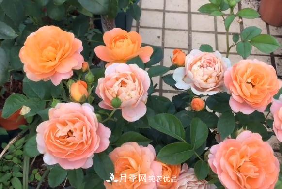 果汁陽(yáng)臺(tái)月季好養(yǎng)嗎，一年開(kāi)幾次花？(圖1)