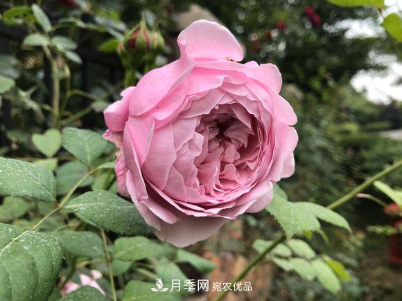 新買(mǎi)回來(lái)的月季小苗怎么處理？不要修剪(圖1)