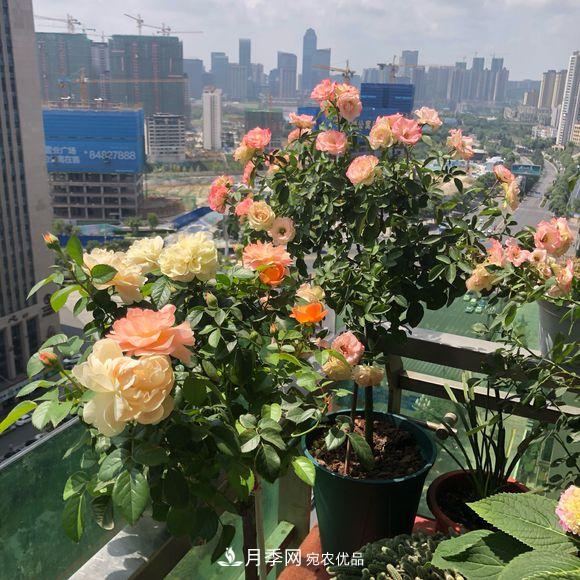 月季冬天放南陽臺好，還是北陽臺好(圖2)