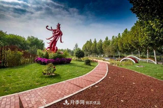北京大興魏善莊月季小鎮(zhèn)千余種月季進入盛花期，這個十一等您來(圖2)