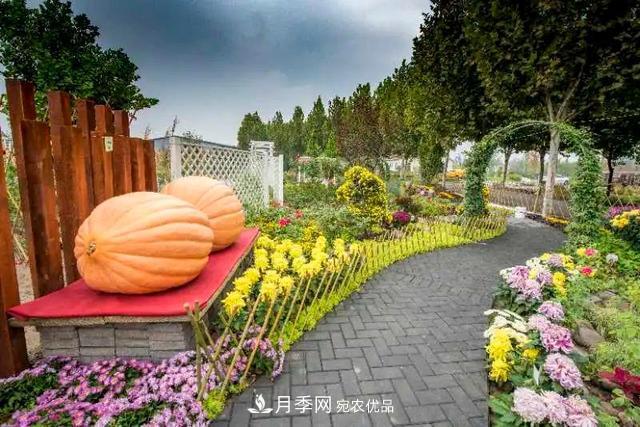 北京大興魏善莊月季小鎮(zhèn)千余種月季進入盛花期，這個十一等您來(圖3)