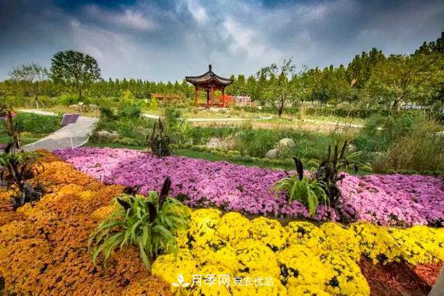北京大興魏善莊月季小鎮(zhèn)千余種月季進入盛花期，這個十一等您來(圖4)